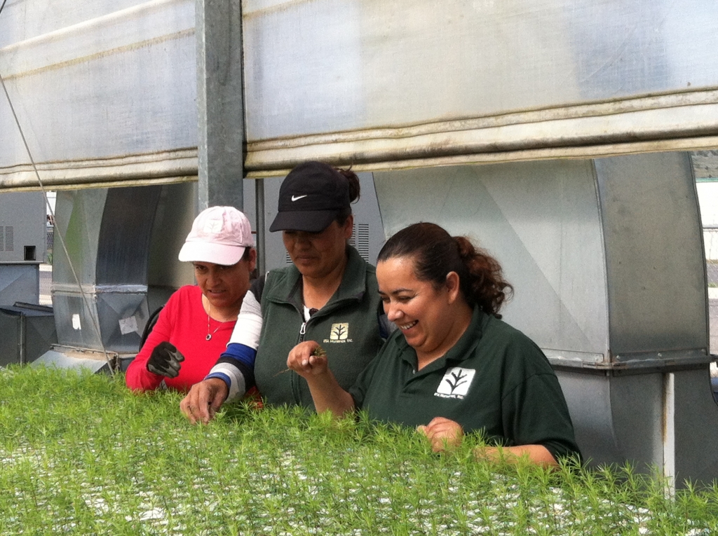 Workers in a greenhouse for IFA Nurseries